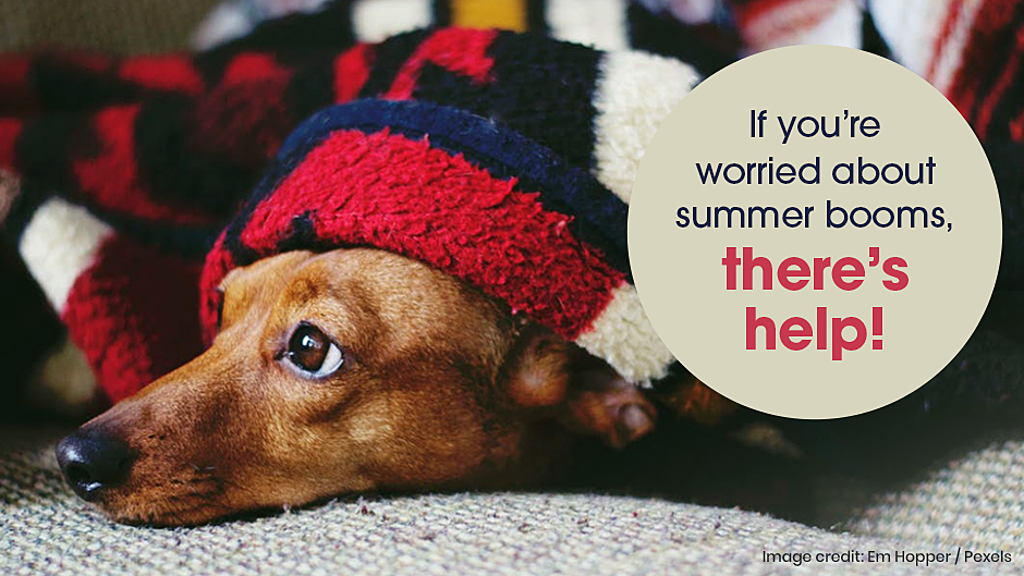 Help Your Pet with Summer Booms